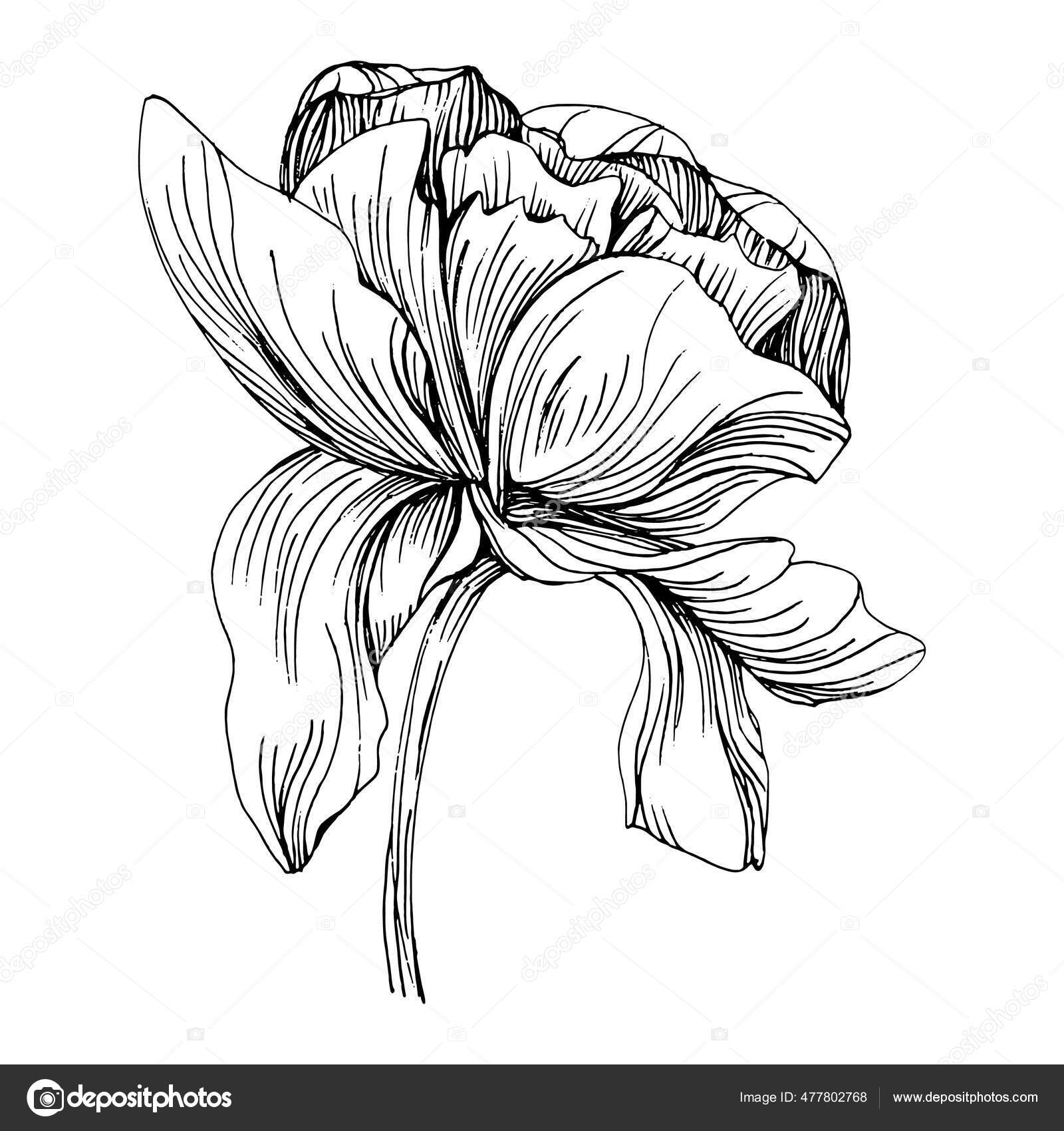 Flor Peónia Peônias Botânicas Florais Isolado Elemento Ilustração Vector  Mão Vetor de ©AcantStudio 477802768, image size:1600x1700