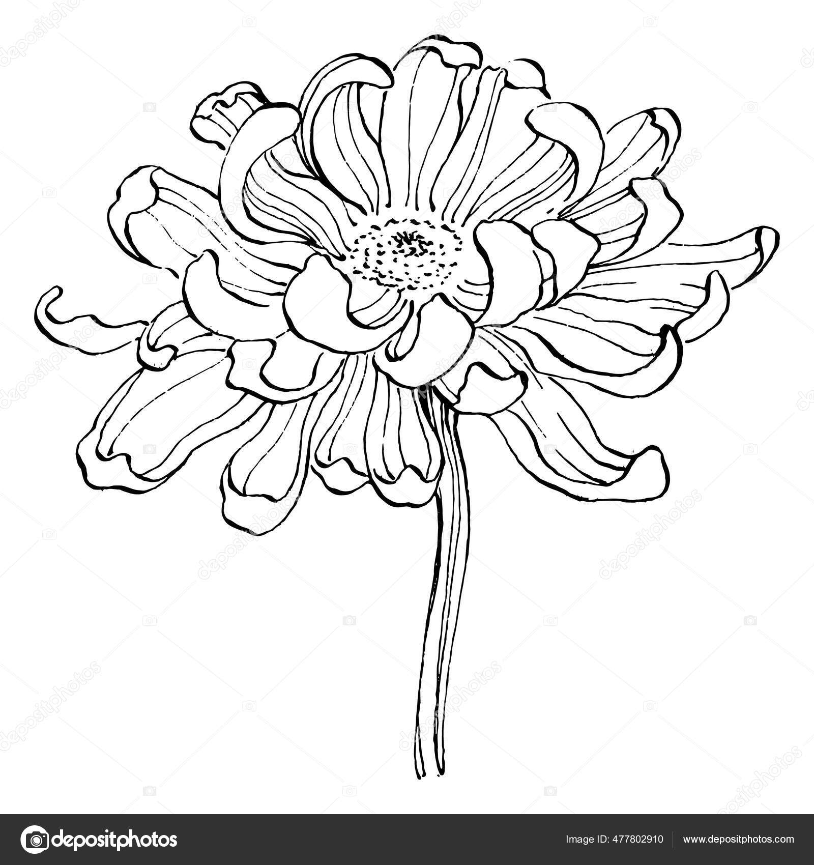Chrysanthemum Black And White Tattoo