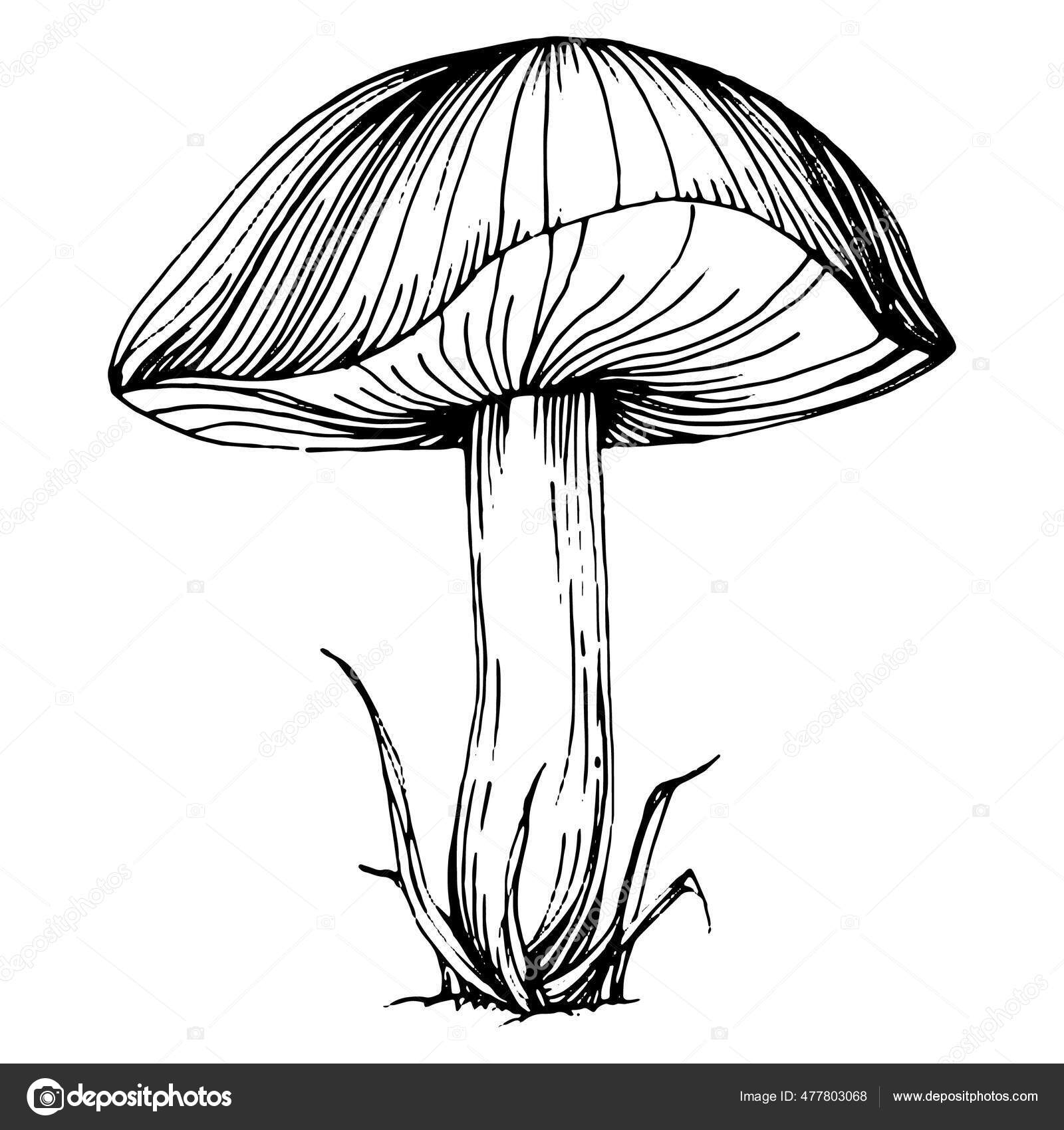 Mushroom Illustration Sketch Logo Mushrooms Tattoo Highly Detailed Line Art Stock Illustration