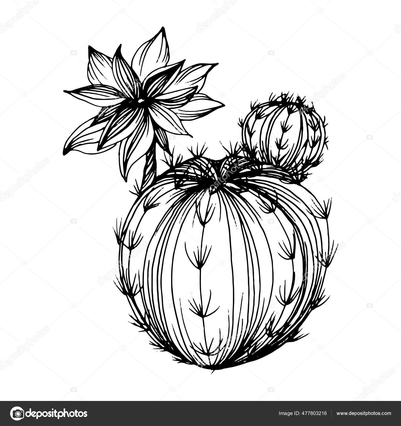 Cactus Esboço Para Logotipo Plantas Suculentas Florais Tatuagem