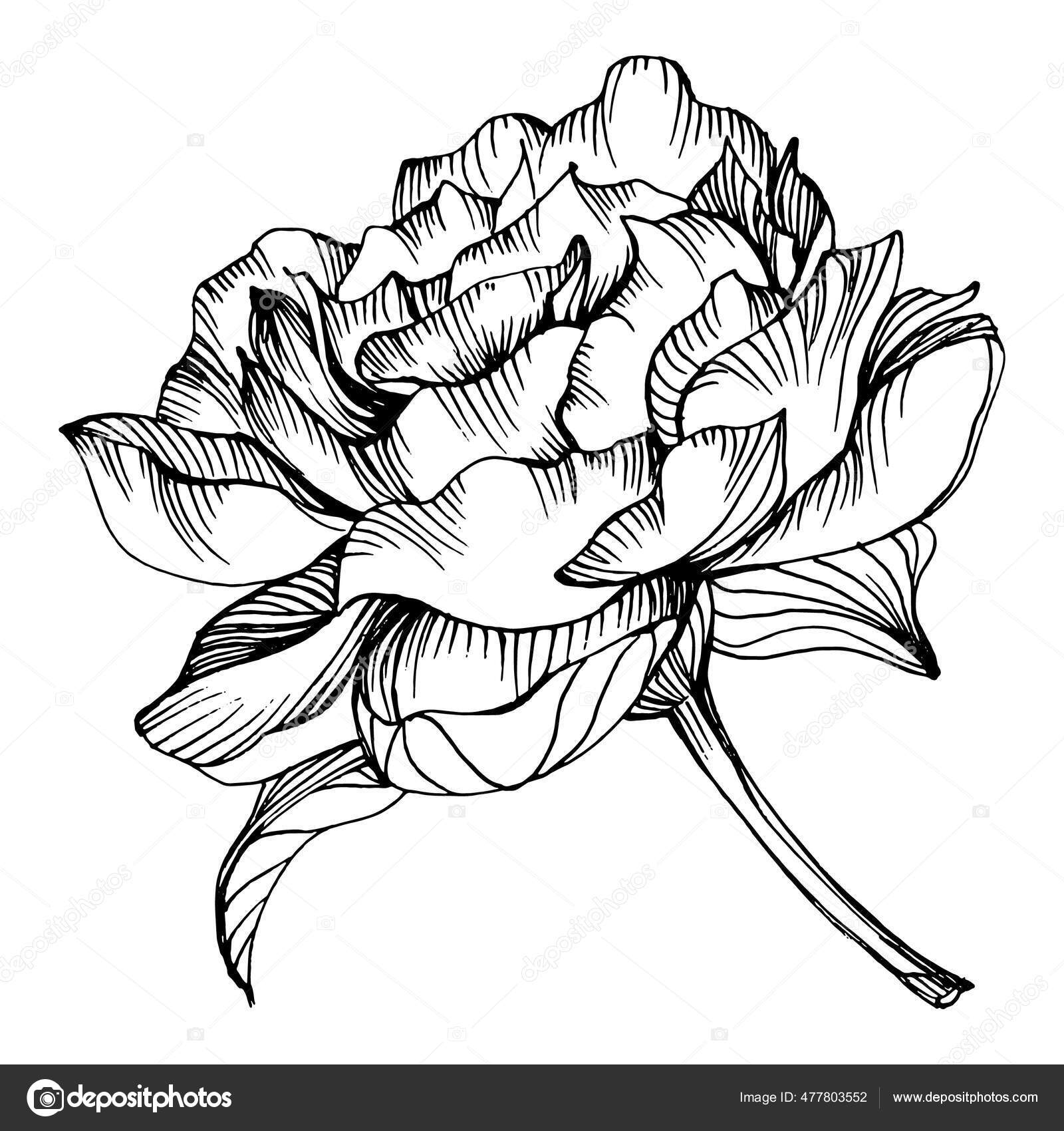 Flor Peónia Peônias Botânicas Primavera Florais Isolado Elemento Ilustração  Vector Vetor de ©AcantStudio 477803552, image size:1600x1700