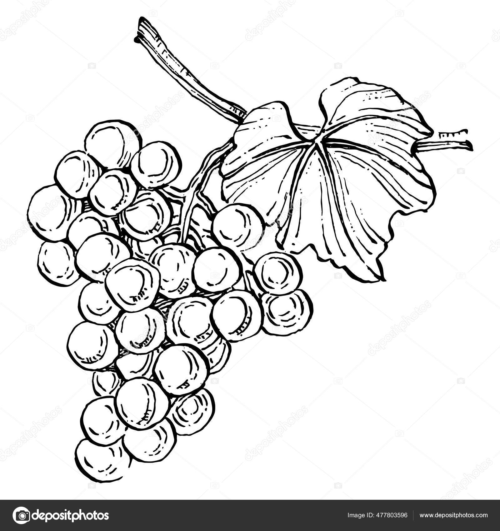 Grapes drawing and benefits!!!. Green, purple, or dark blue. Grapes are… |  by Heena | Medium