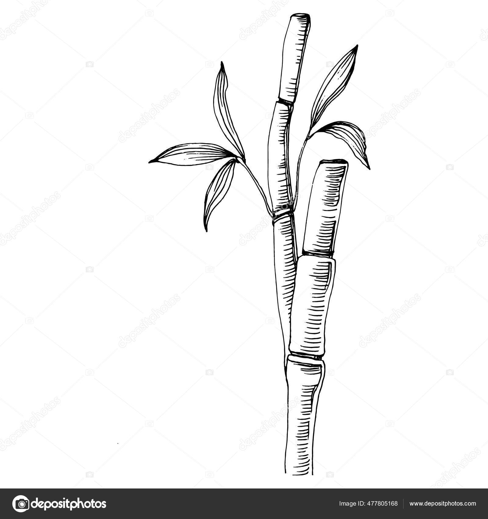 Root of Sugarcane Vector IconLine Vector Icon Isolated on White Background  Root of Sugarcane  Stock Vector  Illustration of nature agriculture  165478292
