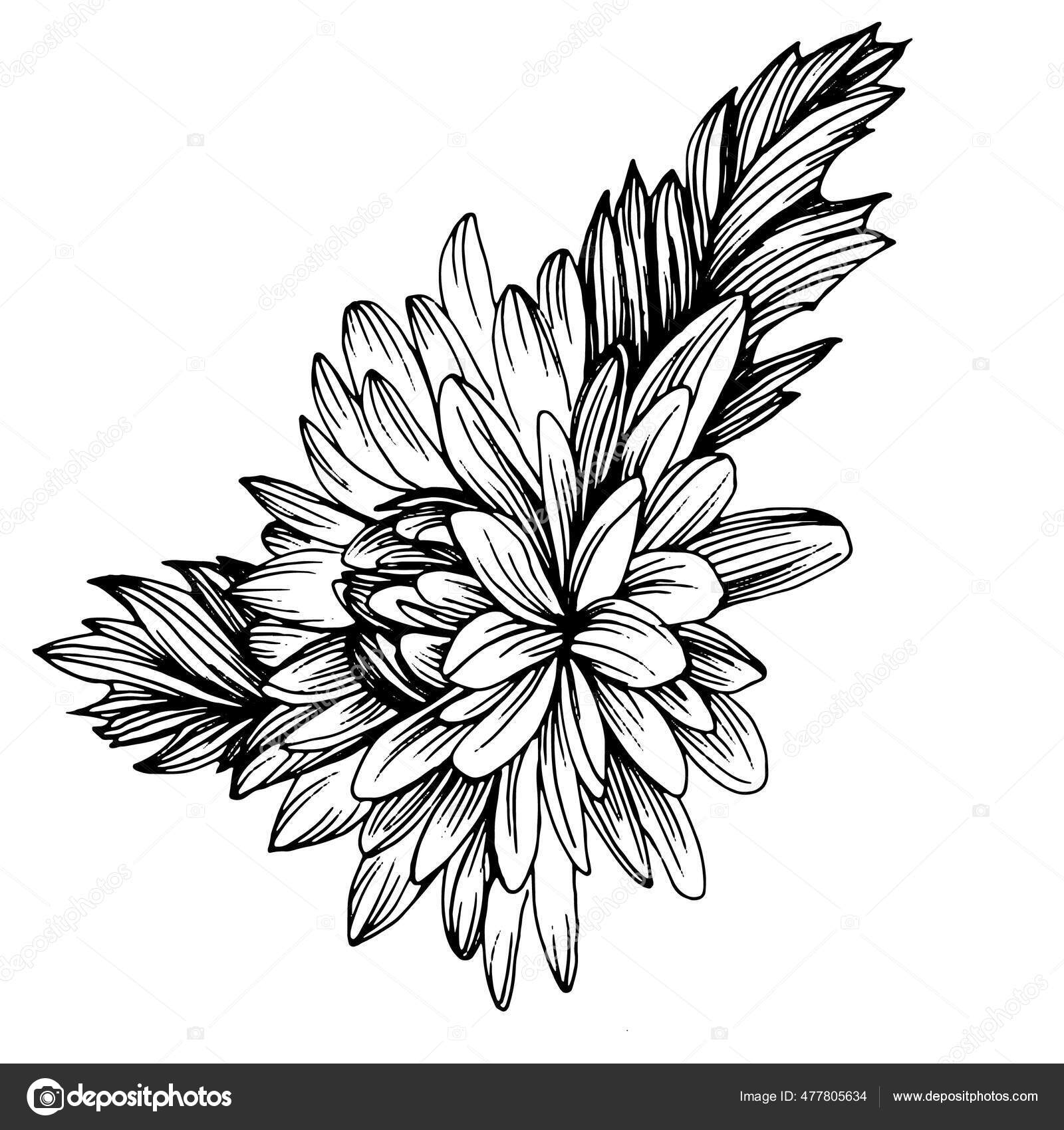Chrysanthemum Hand Drawing Floral Tattoo Highly Detailed Line Art Style Stock Vector Royalty Free Vector Image By C Acantstudio 477805634