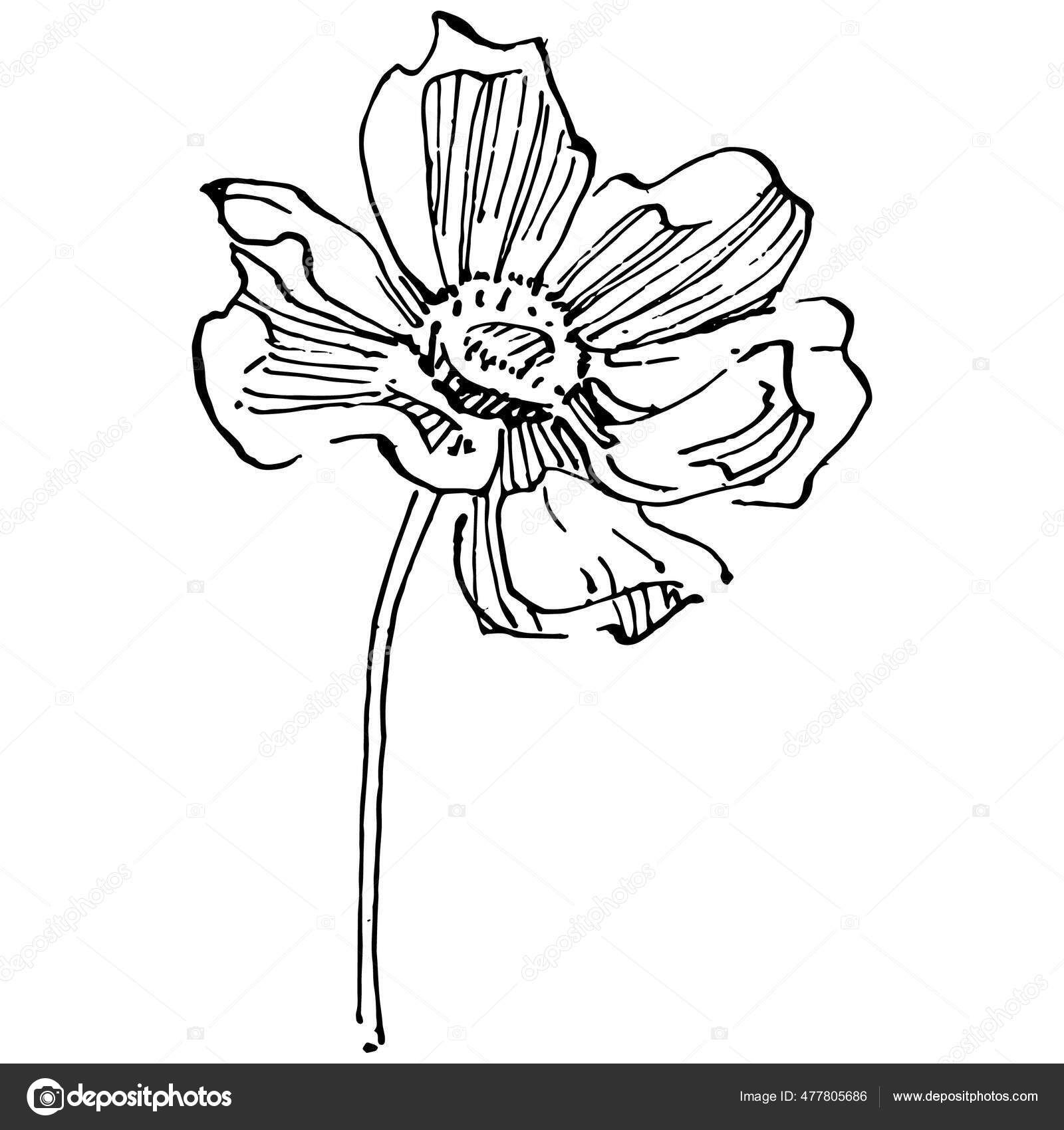 Kosmos Bunga Dengan Gambar Tangan Logo Atau Tato Bunga Kosmos Stok Vektor C Acantstudio 477805686