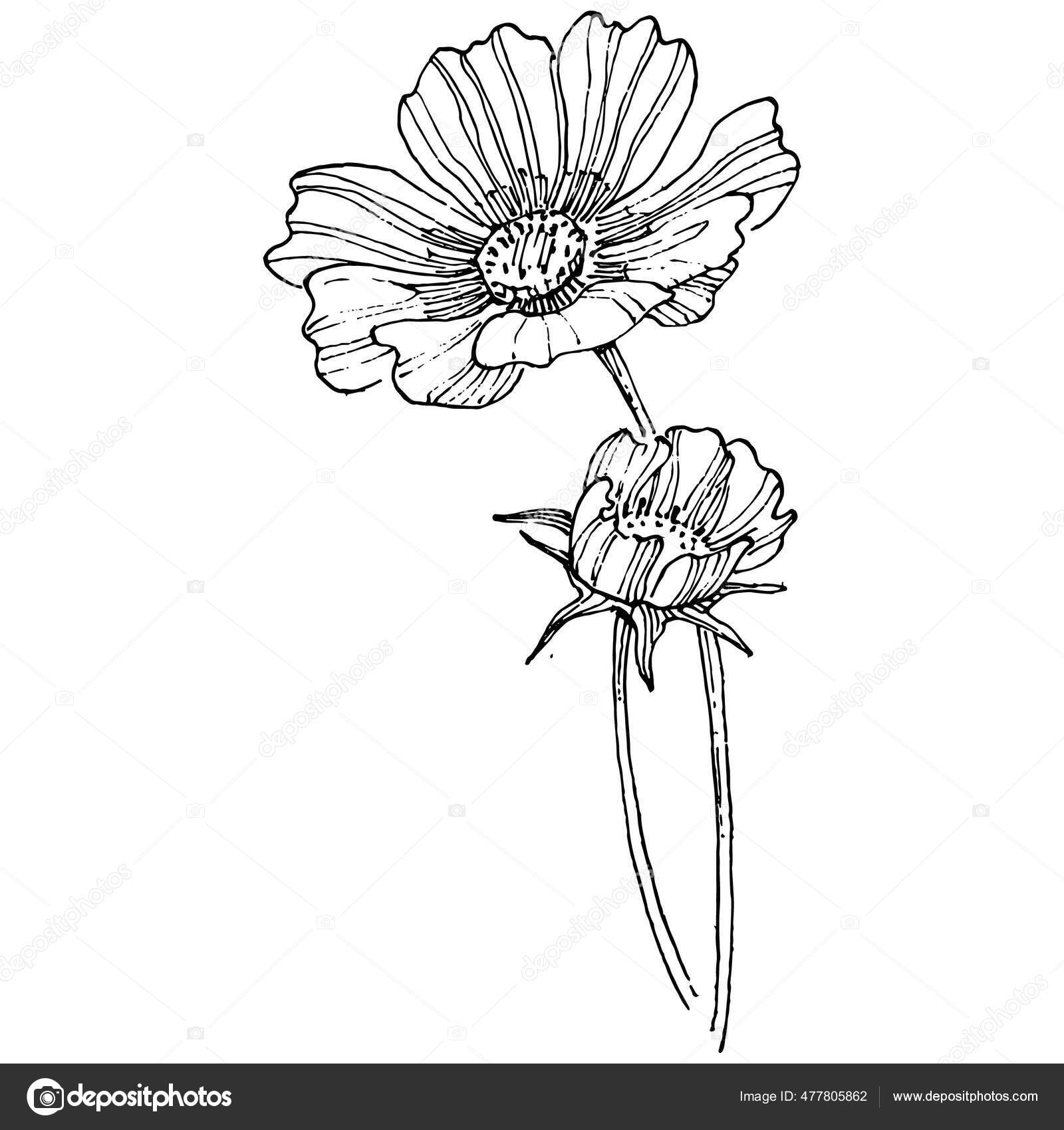 Cosmos Flower Hand Drawing Cosmos Floral Logo Tattoo Highly Detailed Stock Vector by ©AcantStudio 477805862