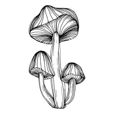 Logo için mantar çizimi. Mantar dövmesi sanat tarzında detaylı. Beyaz arka planda siyah beyaz klipsli sanat. Antika vintage gravür çizimi.