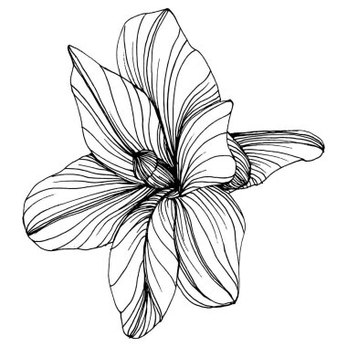 Manolya çiçeği. Çiçekli botanik çiçeği. İzole illüstrasyon elementi. Arkaplan, doku, ambalaj deseni, çerçeve veya kenar çizimi için vektör el.