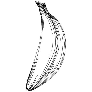 El yapımı izole edilmiş muz. Vektör illüstrasyonu egzotik meyve. 