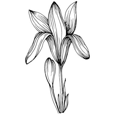 Crocus veya safran çiçeği. Çiçekli botanik çiçeği. İzole illüstrasyon elementi. Arkaplan, doku, ambalaj deseni, çerçeve veya kenar çizimi için vektör el.