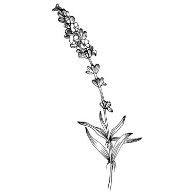 Lavanta botanik çiçeği. Düğün otunun, bitkinin ve davetiye için zarif yapraklı monogramın el yapımı tasarımı randevu kartı tasarımını kaydedin. Kırsal trend yeşillik vektör çizimi