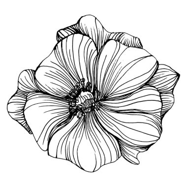 Gelincik çiçeği. Çiçekli botanik çiçeği. İzole illüstrasyon elementi. Arkaplan, doku, ambalaj deseni, çerçeve veya kenar çizimi için vektör el.