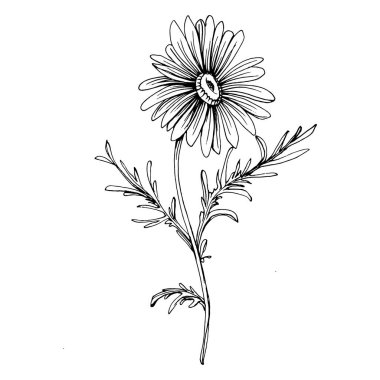 Papatya çayı elle çizilmiş. Daisy tekerleği