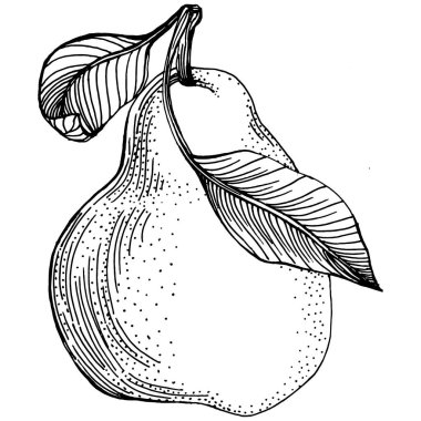 El çizimiyle çizilmiş armut eşkali. Beyaz arkaplanda meyve vektörü.