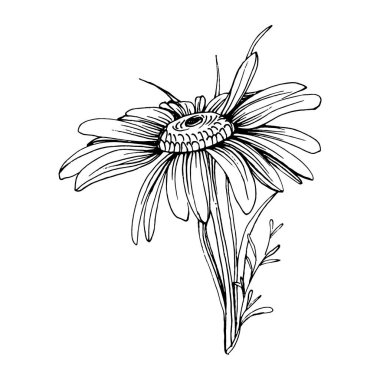 Papatya çayı elle çizilmiş. Daisy tekerleği