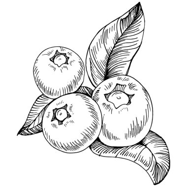 Yabanmersinli el klasik klipsli resim çiziyor. Sanat tarzında detaylandırılmış böğürtlen logosu ya da dövme. Siyah ve beyaz izole edilmiş. Amblem için antika vintage gravür