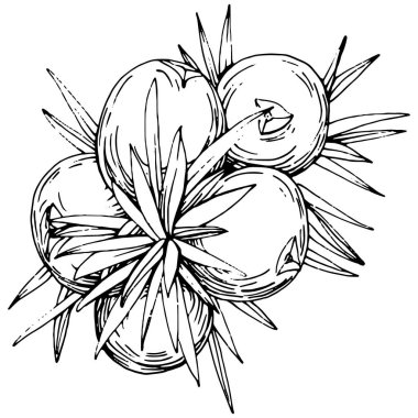 Juniper vektör çizimi. Böğürtlen dalında izole edilmiş eski bir illüstrasyon. Organik yağ oymalı taslak. Güzellik ve kaplıca, kozmetik malzeme. Etiket, poster, broşür, paket için harika