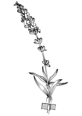 Moda renklerinde çağdaş sanat lavantası çiçek posterleri. Soyut el çiçekleri, geometrik elementleri ve vuruşları, yaprakları ve çiçekleri çizer. 