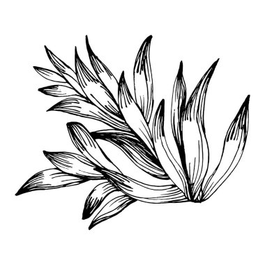 Lezzetli bir çiçek. Bitki bitkileri botanik kaktüsleri. İzole illüstrasyon elementi. Arkaplan, doku, ambalaj deseni, çerçeve veya kenar çizimi için vektör el.