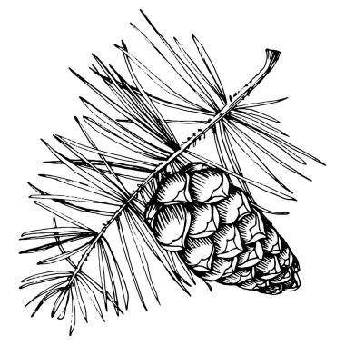 Orman Sonbaharı ve Kış Doğası. Ladin dalları, meşe palamutları, kozalaklar, dökülen yapraklar. İzole illüstrasyon elementi. Arkaplan, doku, çerçeve veya kenar için yaban çiçeği çizen vektör el.