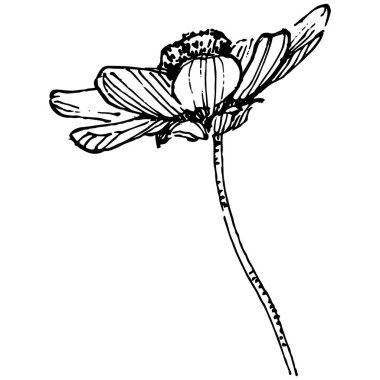 Kozmos el çizimiyle çiçek açar. Kozmos çiçeği logosu ya da sanat tarzında detaylı bir dövme. Siyah beyaz klip sanatı izole edildi. Amblem için antika vintage gravür. Bitkisel ilaçlar.