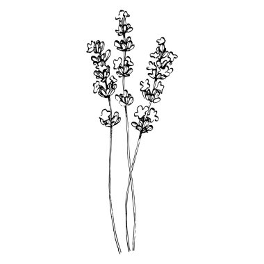 Lavanta çiçeği. Çiçekli botanik çiçeği. İzole illüstrasyon elementi. Arkaplan, doku, ambalaj deseni, çerçeve veya kenar çizimi için vektör el.