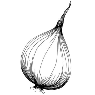 Soğan izole edilmiş el çizimi çizimi. Sebze oymalı stil. Vejetaryen yemek çizimi. Çiftlik pazarı ürünü. Tasarım logosu, menü, etiket, simge, pul için en iyisi.