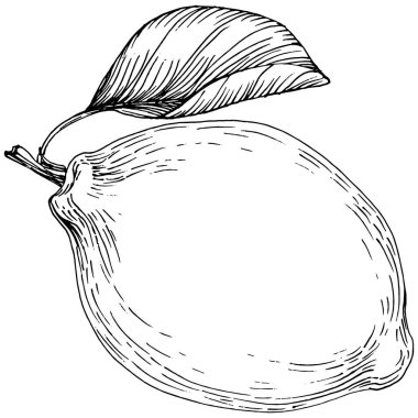 Lemon beyaz arka planda izole edilmiş. Organik yağ oymalı taslak. Güzellik ve kaplıca, kozmetik malzeme. Etiket, poster, broşür, ambalaj için harika