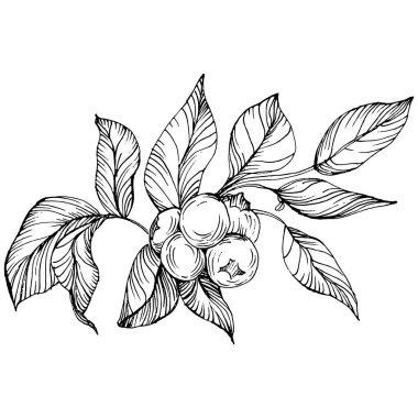 Yabanmersinli el klasik klipsli resim çiziyor. Sanat tarzında detaylandırılmış böğürtlen logosu ya da dövme. Siyah ve beyaz izole edilmiş. Amblem için antika vintage gravür