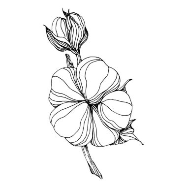 Pamuk çiçeği. Çiçekli botanik çiçeği. İzole illüstrasyon elementi. Arkaplan, doku, ambalaj deseni, çerçeve ya da kenar için yaban çiçeği çizen vektör el. Yumuşak, yumuşak pamuklu.