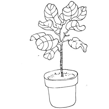 Saksıdaki Ev Bitkisi skeci. İç mekan ya da ofis dekorasyonu için bir asma fabrikada çiçek yetiştirmenin izole bir çizimini yapın. Bahçe çiçeklerinin taşıyıcısı.