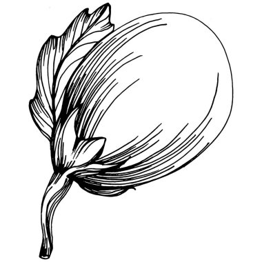 El yapımı patlıcan çizimi. Patlıcan sebze oymalı. Brinjal Sketch vejetaryen yemek çizimi. Gine kabağı tarım pazarı ürünü. Tasarım logosu, menü, etiket, simge için en iyisi.