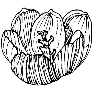 Crocus çiçek vektörü çizimi beyaz arka planda izole edilmiş, safran çizgisi sanatı. Siyah çizgili şirin bir çiçek ve beyaz arka planda beyaz bir uçak..