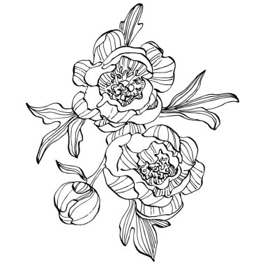 Şakayık çiçeği. Çiçekli botanik çiçeği. İzole illüstrasyon elementi. Arkaplan, doku, ambalaj deseni, çerçeve veya kenar çizimi için vektör el.