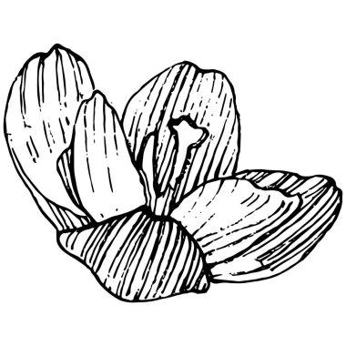 Crocus çiçek vektörü çizimi beyaz arka planda izole edilmiş, safran çizgisi sanatı. Siyah çizgili şirin bir çiçek ve beyaz arka planda beyaz bir uçak..