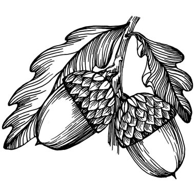 Beyaz üzerine meşe palamudu çizimi. Eski tarz oymalı klasik illüstrasyon, oyma gibi. Davet, kalıp, kart ve poster için tasarım ögesi.