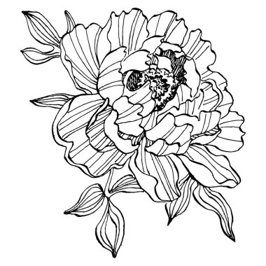 Şakayık çiçeği. Çiçekli botanik çiçeği. İzole illüstrasyon elementi. Arkaplan, doku, ambalaj deseni, çerçeve veya kenar çizimi için vektör el.