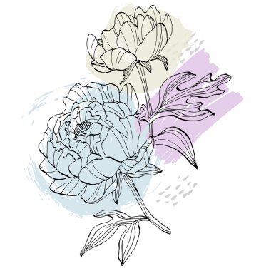 Şakayık çiçeği. Çiçekli botanik çiçeği. İzole illüstrasyon elementi. Arkaplan, doku, ambalaj deseni, çerçeve veya kenar çizimi için vektör el.