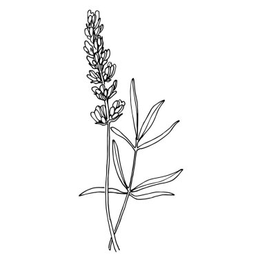 Lavanta botanik çiçeği. Düğün otunun, bitkinin ve davetiye için zarif yapraklı monogramın el yapımı tasarımı randevu kartı tasarımını kaydedin. Kırsal trend yeşillik vektör çizimi