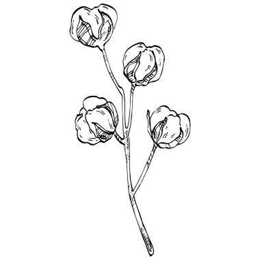 Pamuk çiçeği. Çiçekli botanik çiçeği. İzole illüstrasyon elementi. Arkaplan, doku, ambalaj deseni, çerçeve veya kenar çizimi için vektör el.