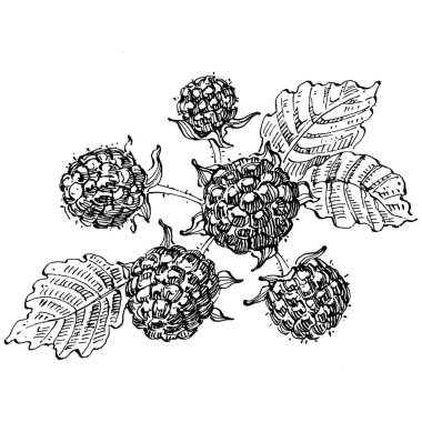 Ahududu izole vektör çizimi. Organik yağ oymalı taslak. Güzellik ve kaplıca, kozmetik malzeme. Etiket, poster, broşür, ambalaj için harika