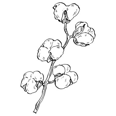 Pamuk çiçeği. Çiçekli botanik çiçeği. İzole illüstrasyon elementi. Arkaplan, doku, ambalaj deseni, çerçeve veya kenar çizimi için vektör el.