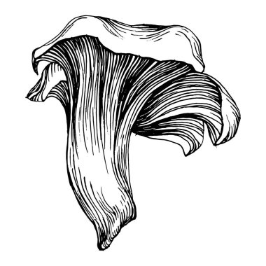 Logo için mantar çizimi. Mantar dövmesi sanat tarzında detaylı. Beyaz arka planda siyah beyaz klipsli sanat. Antika vintage gravür çizimi.