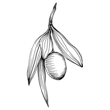 Zeytin eskiz elemanı. Zeytin dalları izole edilmiş. Arkaplan, doku, ambalaj deseni, çerçeve veya kenar çizimi için vektör el.