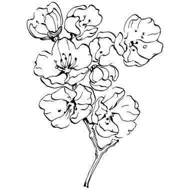 Sakura çiçeği. Çiçekli botanik çiçeği. İzole illüstrasyon elementi. Arkaplan, doku, ambalaj deseni, çerçeve veya kenar çizimi için vektör el.