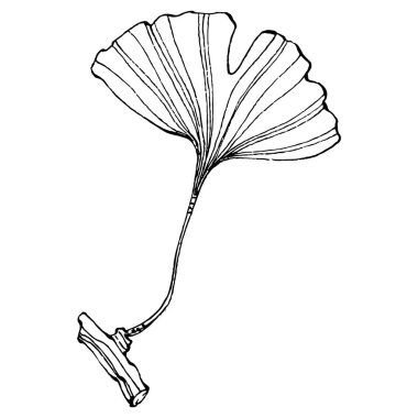 Ginkgo bitkisi elle çizilmiş. Çiçek dövmesi sanat tarzında detaylı. Beyaz arka planda siyah beyaz klipsli sanat. Logo için antika vintage oyma çizimi