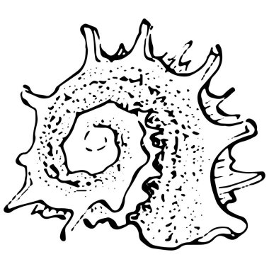 Siyah beyaz resimli okyanus kabukları. İzole illüstrasyon elementi. Arkaplan, doku, ambalaj deseni, çerçeve veya kenar çizimi için vektör el.