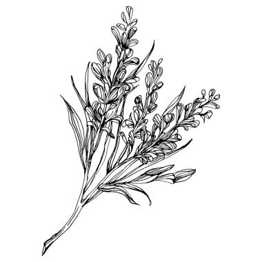 Lavanta çiçeği. Çiçekli botanik çiçeği. İzole illüstrasyon elementi. Arkaplan, doku, ambalaj deseni, çerçeve veya kenar çizimi için vektör el.