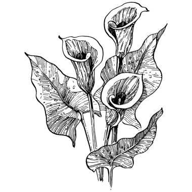 Elle çizilmiş tropik çiçek kallası. Lilium çiçek logosu ya da dövmesi sanat tarzında detaylı. Siyah beyaz klip sanatı izole edildi. Amblem için antika vintage gravür.
