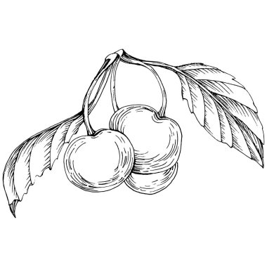 Kirazlı el klasik klipsli resim. Sanat tarzında detaylandırılmış böğürtlen logosu ya da dövme. Siyah ve beyaz izole edilmiş. Amblem için antika vintage gravür